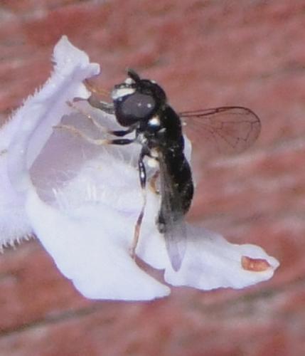 Réf. 241 321 : Paragus sp.